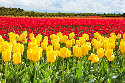 Fototapeta holandia tulipan piękny kwitnący kwiat