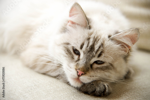 Fotoroleta spokojny portret zwierzę kot oko