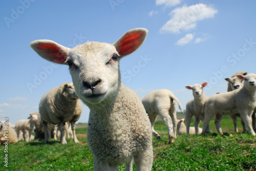 Naklejka rolnictwo trawa owca lato ssak