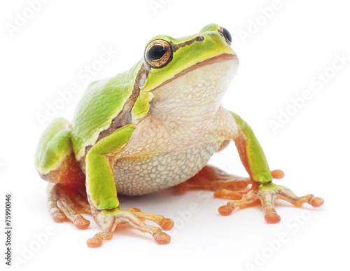 Obraz na płótnie żaba płaz zwierzę