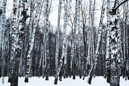Obraz na płótnie widok pejzaż las park śnieg