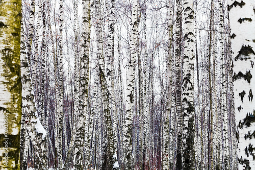 Obraz na płótnie krajobraz natura nagi las