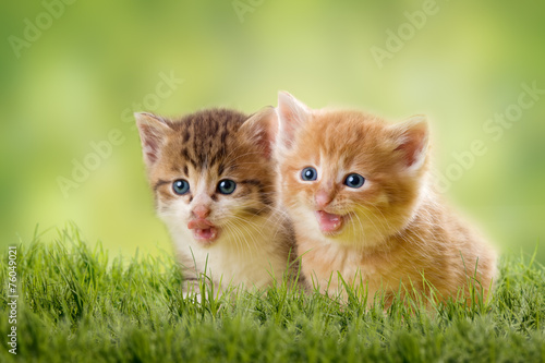 Fototapeta Dwa słodkie kociaki