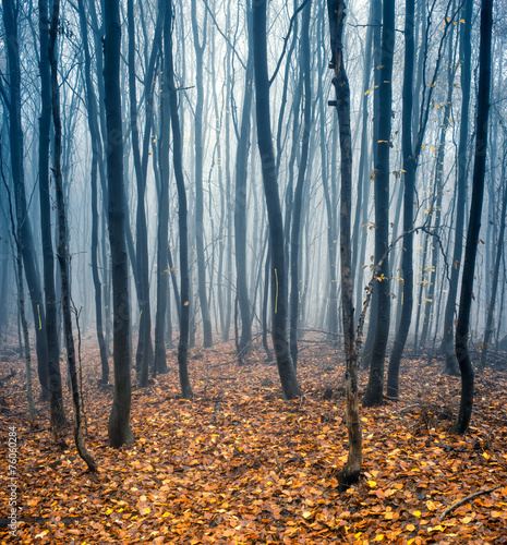Obraz na płótnie natura las drzewa jesień polana