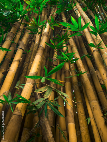 Plakat stary roślina bambus drzewa ogród