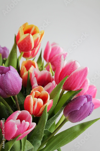 Obraz na płótnie natura tulipan rosa