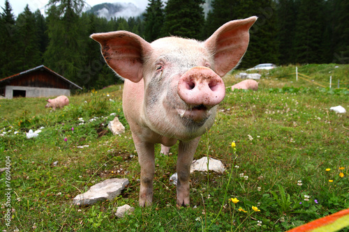 Plakat świnia wiejski zwierzę rolnictwo