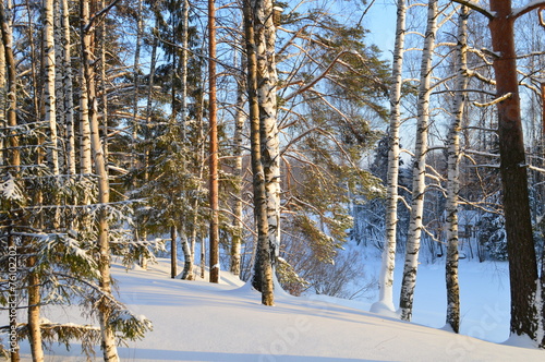 Fotoroleta brzoza las śnieg