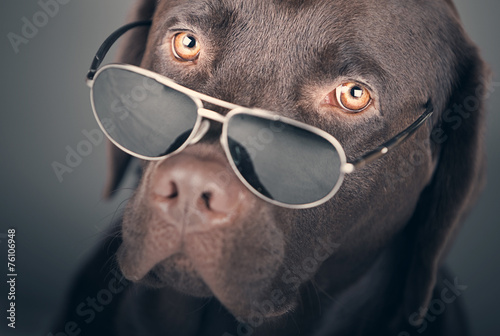 Fotoroleta czekolada zwierzę labrador pies