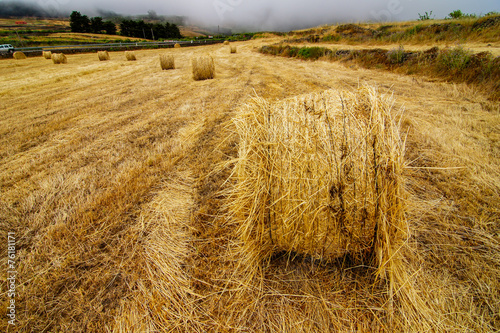 Naklejka wzór trawa rolnictwo żniwa