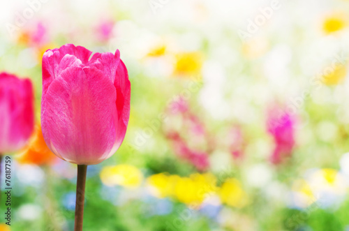 Fotoroleta roślina kwiat tulipan kwietnik płatki