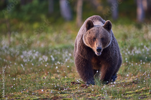 Plakat fauna zwierzę lato las niedźwiedź