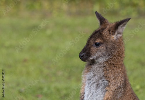 Obraz na płótnie park kangur dziki ładny