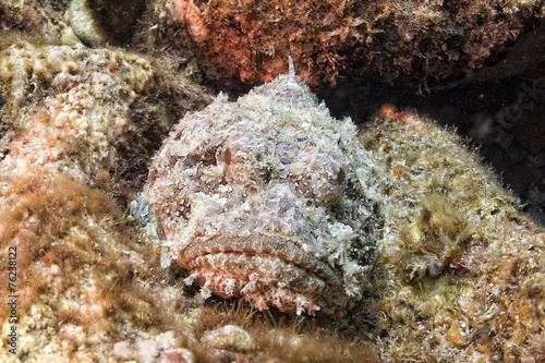 Fototapeta woda podwodne zwierzę natura ryba