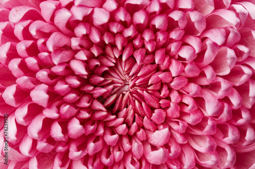 Fotoroleta roślina miłość chryzantema pąk kwiat