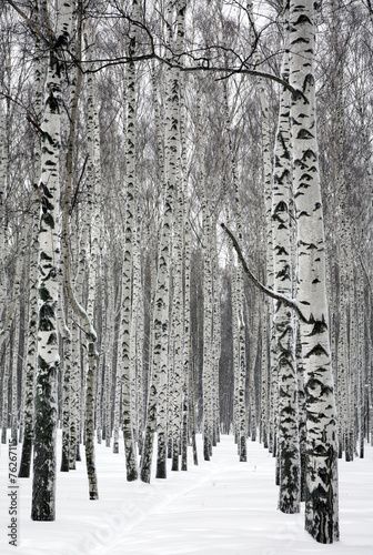 Plakat brzoza park las spokojny piękny