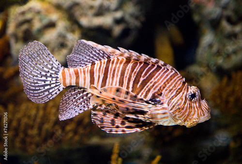 Obraz na płótnie tropikalny rafa natura ryba podwodne