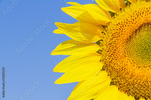 Plakat rolnictwo kwitnący słonecznik piękny tajlandia
