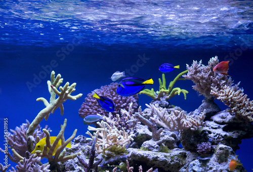 Fotoroleta podwodne świat ryba fauna