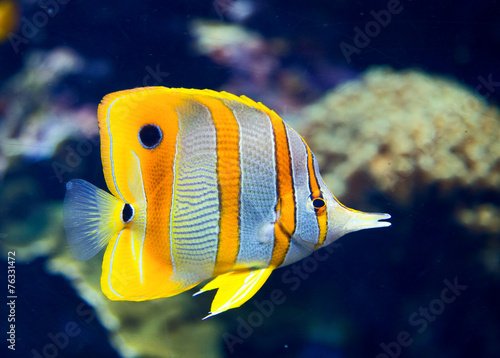 Fotoroleta koral egzotyczny podwodne woda