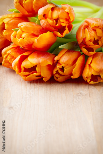 Plakat kwitnący tulipan wzór