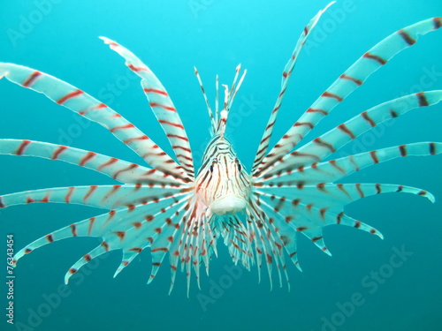 Plakat morze ryba gołąbek skrzydlice