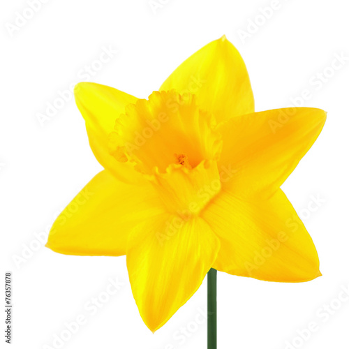 Obraz na płótnie narcyz kwiat bukiet