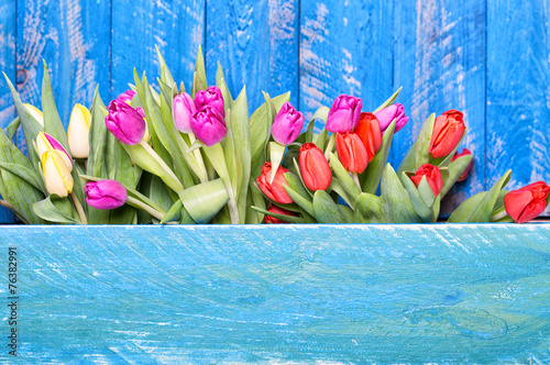 Fototapeta wschód tulipan kwiat natura ogród