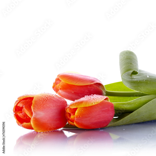 Fotoroleta natura piękny tulipan bukiet