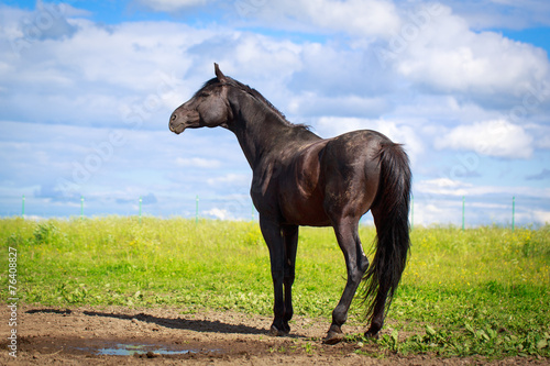 Fototapeta zwierzę trawa lato koń niebo