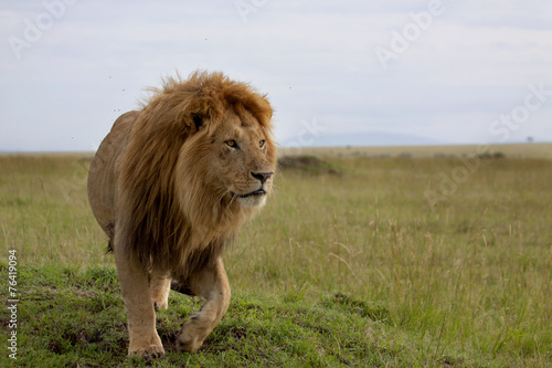 Naklejka afryka zwierzę safari lew