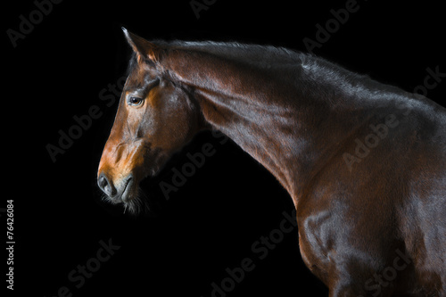 Fotoroleta portret piękny klacz koń ssak