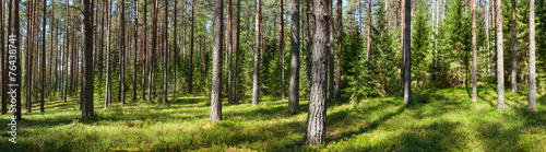 Obraz na płótnie Panorama lasu latem