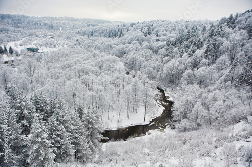 Plakat drzewa las śnieg
