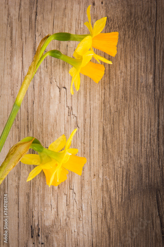 Obraz na płótnie słońce lato natura kwiat tulipan