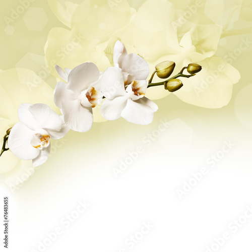 Naklejka Biała orchidea na delikatnym tle