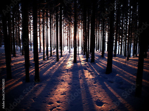 Plakat las słońce śnieg drzewa