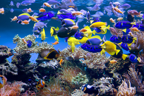 Plakat fauna ryba koral podwodne woda
