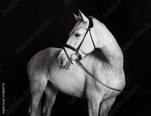 Fotoroleta klacz zwierzę twarz koń