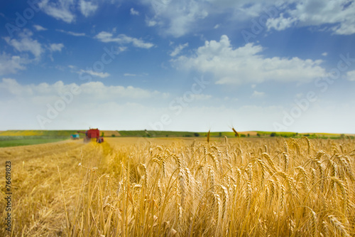 Fotoroleta łąka rolnictwo pole niebo pszenica