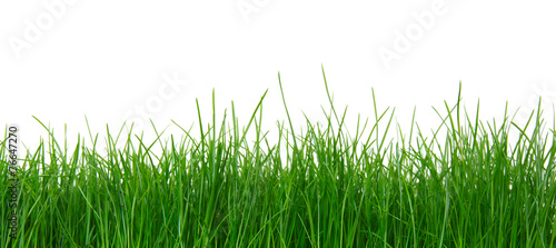 Obraz na płótnie Zielona trawa na białym tle