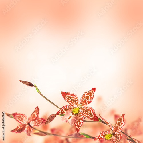 Naklejka piękny pąk kwitnący motyl roślina