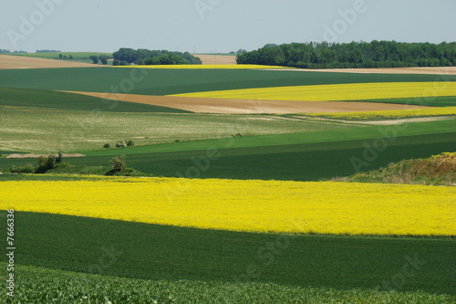 Fotoroleta pszenica natura rolnictwo