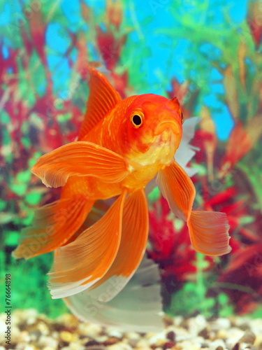 Plakat zwierzę ruch woda ryba