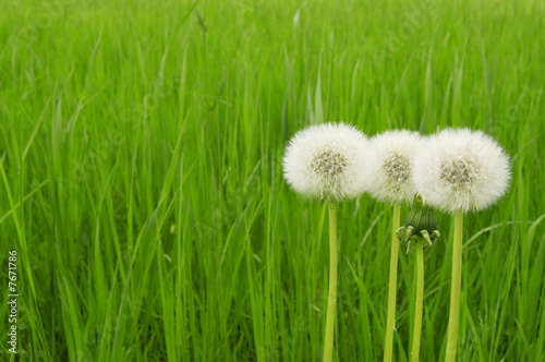 Fototapeta trawa natura kwiat zielony trzy