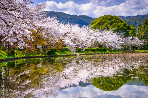 Obraz na płótnie drzewa japoński wiśnia