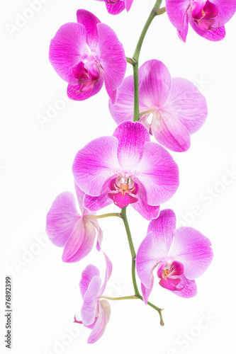Plakat storczyk kwiat bukiet egzotyczny tropikalny