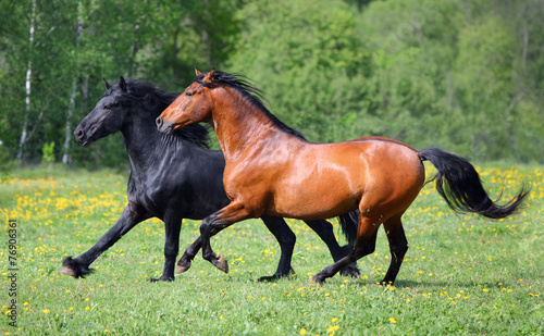 Fotoroleta koń trawa zwierzę