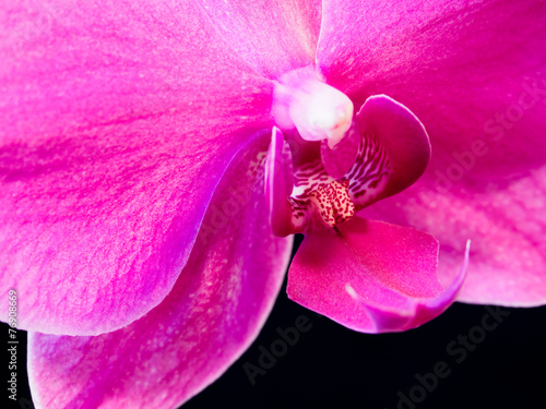 Fototapeta storczyk kwiat detal