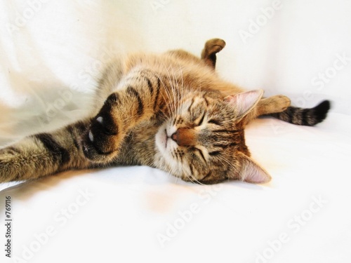 Plakat kot zwierzę spania sen wnętrze